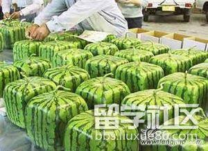 留学吃瓜网在线,揭秘海外留学生活那些事儿