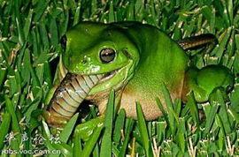 网红青蛙在线吃瓜,趣味横生引网友热议